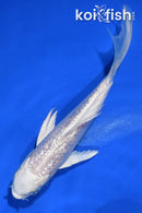 4.5" GINRIN PLATINUM OGON BUTTERFLY