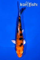4.5" HEISEI NISHIKI