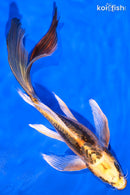 8.25" KIN KIKOKURYU BUTTERFLY
