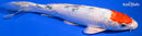 9.75" SANKE