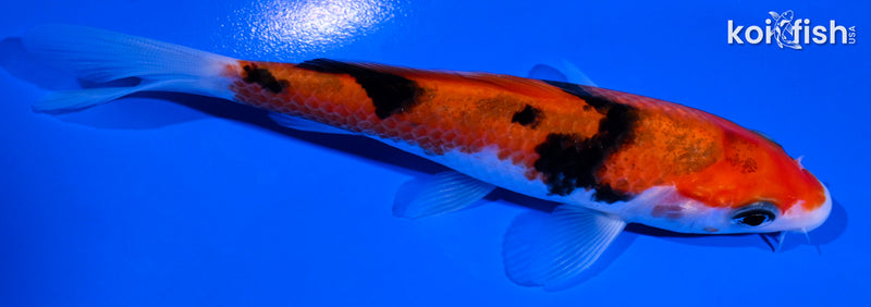 5" AKA SANKE