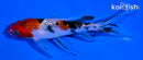 5.25" GINRIN SANKE BUTTERFLY