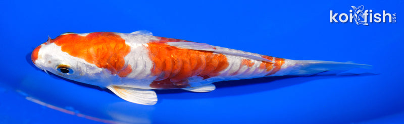 5.5" KIKUSUI