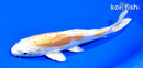 6.5" DOITSU HARIWAKE