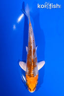 5" KUJAKU