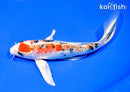 8" YAMATO NISHIKI BUTTERFLY