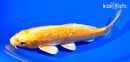 6.75" GINRIN YAMABUKI OGON