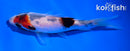 4.5" SANKE