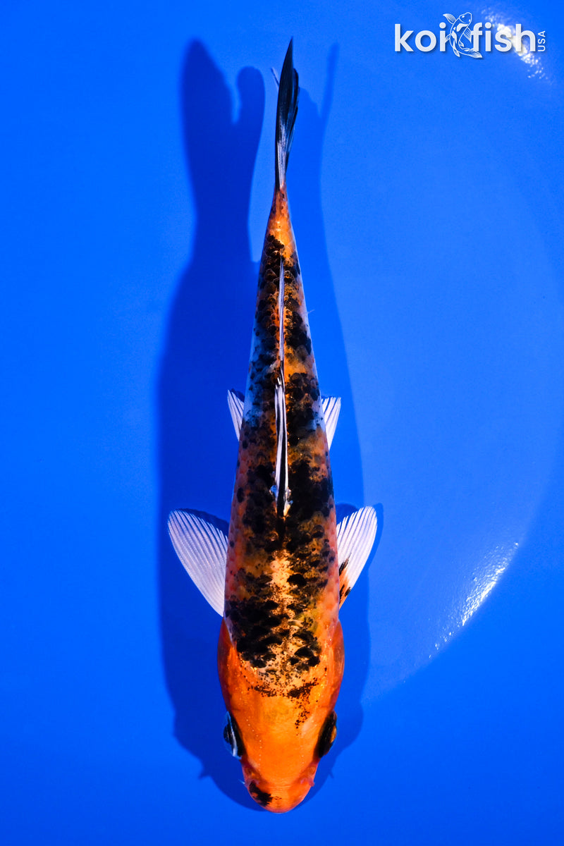 5.5" YAMATO NISHIKI