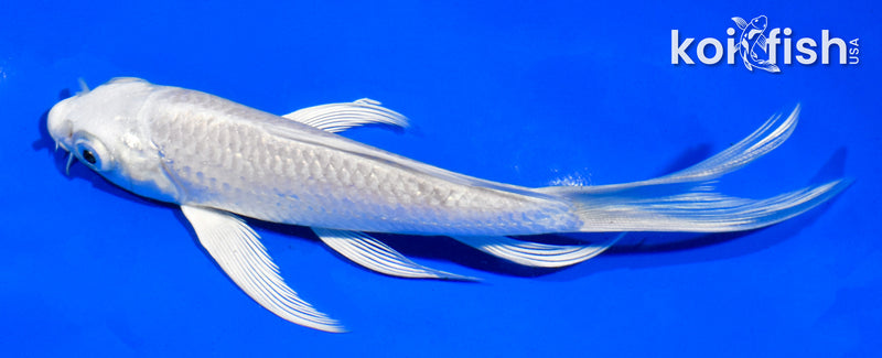 5" PLATINUM OGON BUTTERFLY