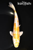 7.5" GINRIN LEMON HARIWAKE