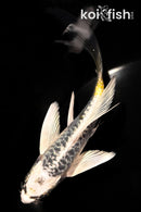 6" KIN KIKOKURYU BUTTERFLY