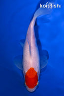 6.75" TANCHO SARASA COMET GOLDFISH