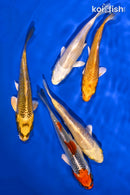PACK OF (5) 4-4.5" STANDARD KOI