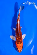 5" KUJAKU