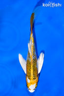 5.5" KUJAKU BUTTERFLY