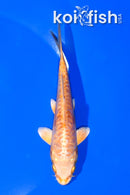 5" ARAGOKE ORENJI OGON