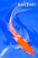 7.25" KOHAKU BUTTERFLY