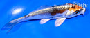4.5" BENI KIKOKURYU