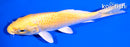 5.25" YAMABUKI OGON
