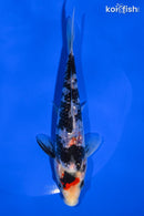 6.25" GINRIN BENI MATSUKAWABAKE