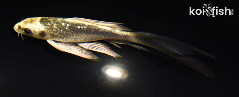 5.25" GINRIN KI MATSUBA BUTTERFLY