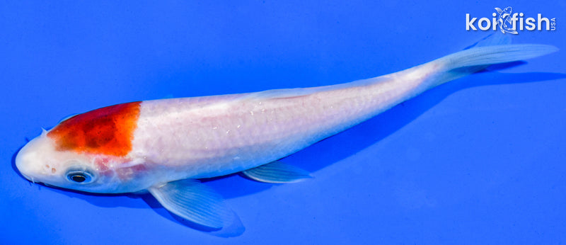6" GOROMO