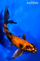 5.5" KIN HI UTSURI BUTTERFLY