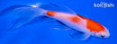 5.75" KOHAKU BUTTERFLY