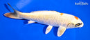 9" MARUTEN KIN KI MATSUBA