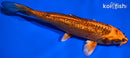 6.75" GINRIN KIN ORENJI MATSUBA