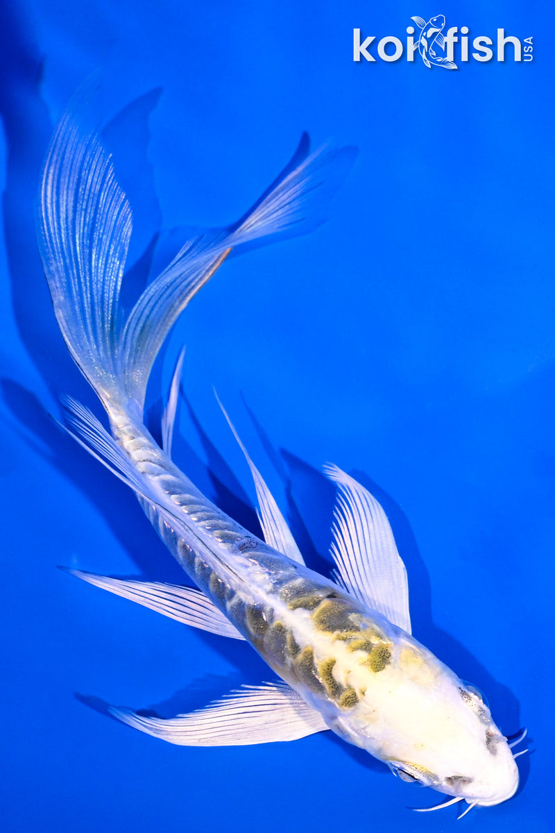 5" KIN KIKOKURYU BUTTERFLY