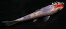 5" SANKE