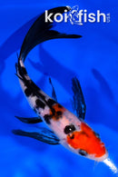 6.25" SANKE BUTTERFLY