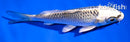 4.5" GIN MATSUBA