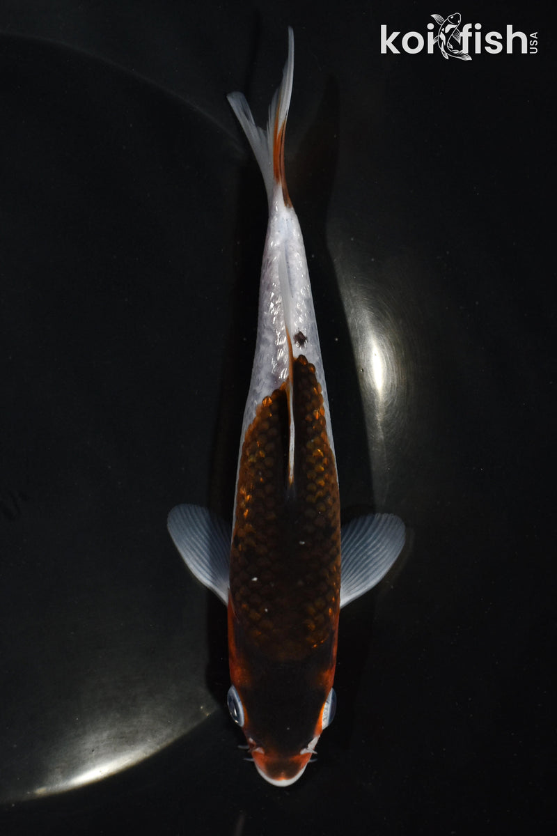 5.5" GINRIN GOROMO