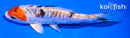 5.5" ARAGOKE HEISEI NISHIKI