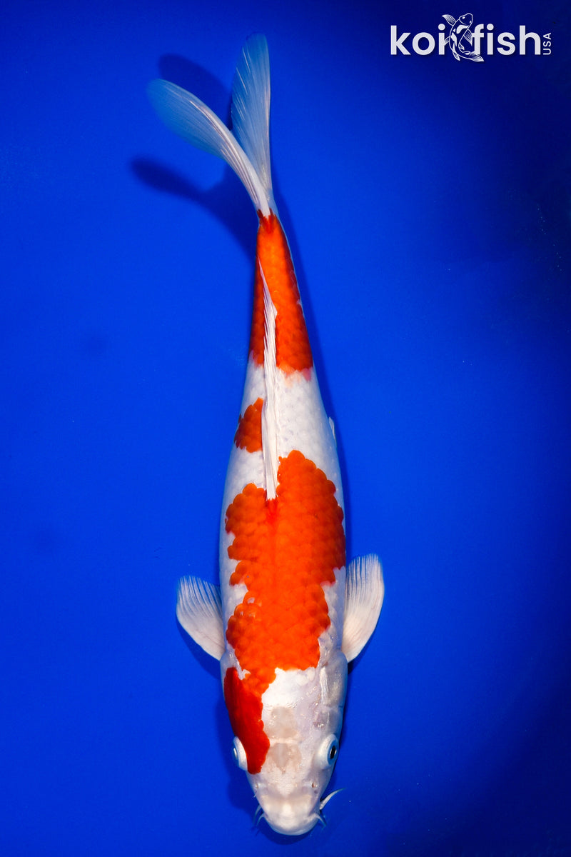 12.75" HARIWAKE
