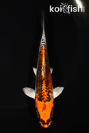 5.25" BENI KIKOKURYU