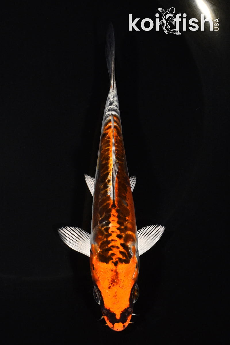 5.25" BENI KIKOKURYU