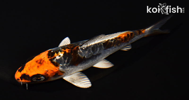 5" BENI KIKOKURYU