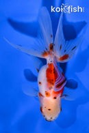 4.5" CALICO ORANDA GOLDFISH