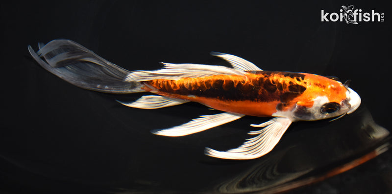 7.75" BENI KIKOKURYU BUTTERFLY