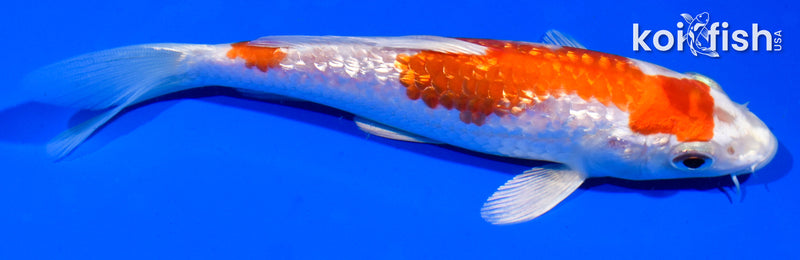 5.5" GINRIN HARIWAKE