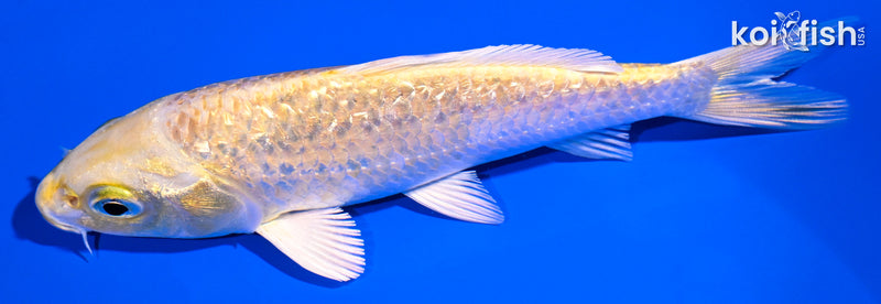 5" GINRIN YAMABUKI OGON