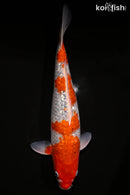 16" GINRIN GOSHIKI