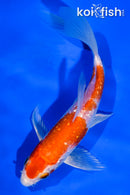 5.5" GINRIN HARIWAKE BUTTERFLY