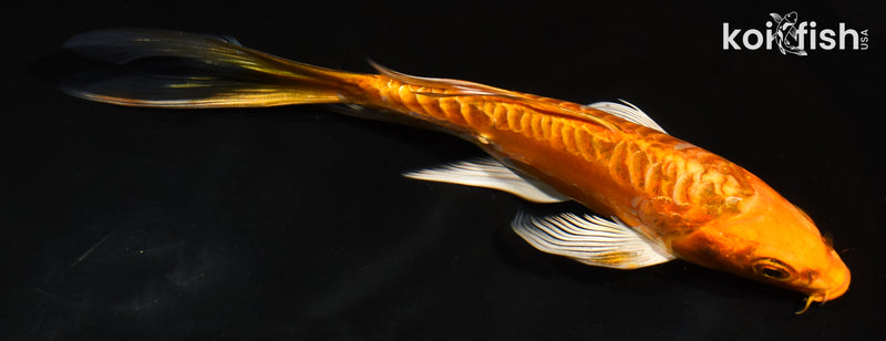 6.5" ARAGOKE ORENJI OGON BUTTERFLY