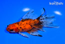 5.75" WATONAI GOLDFISH
