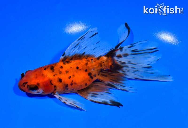 5.75" WATONAI GOLDFISH